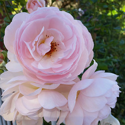 In the neighbourhood: a pink rose bush In the neighbourhood: a pink rose bush