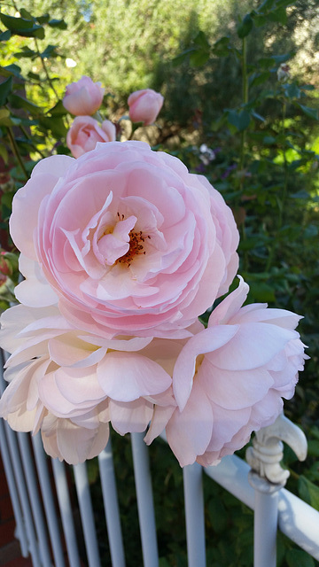 In the neighbourhood: a pink rose bush