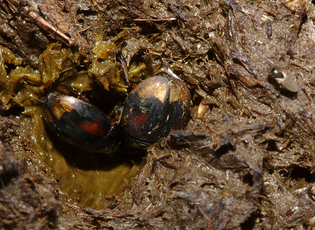 IMG 8407dungbeetles