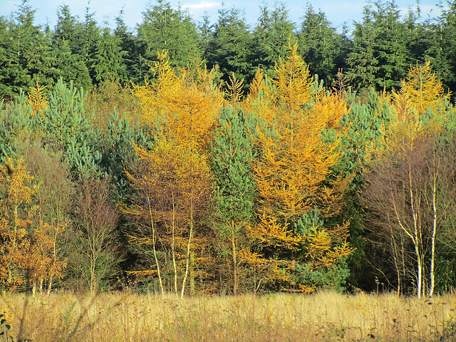 Autumn Larch amongst the evergreens, North Yorkshire