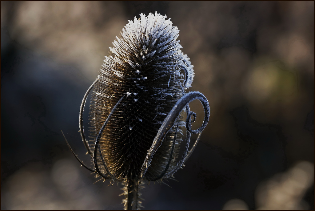 Karde im Frost