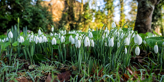 Snowdrops