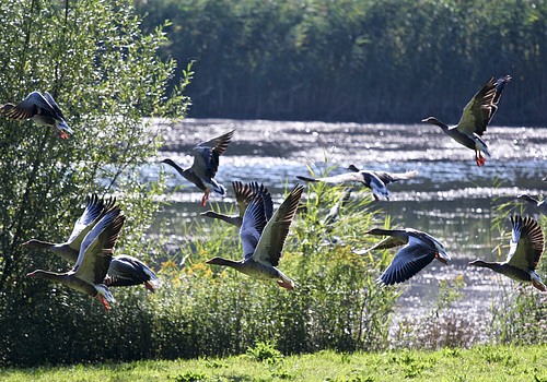 Wildgänse