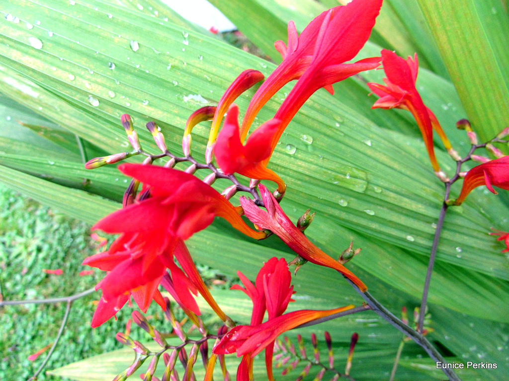 Montbretia (rocosmia × crocosmiiflora)