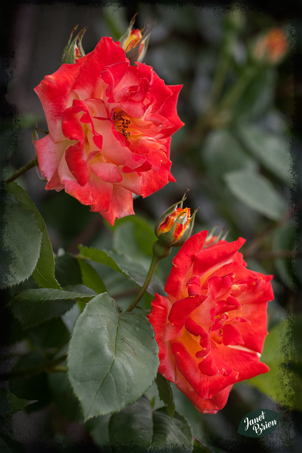 Pictures for Pam, Day 205: Pair of Roses in a Double Dedication with Marie-claire Gallet