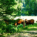 DE - Hürtgenwald - On the Kalltal trail