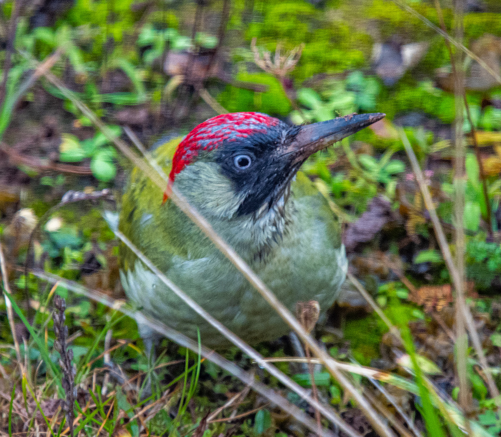 Green woodpecker