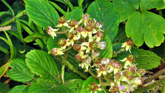 Blackberries starting to take shape