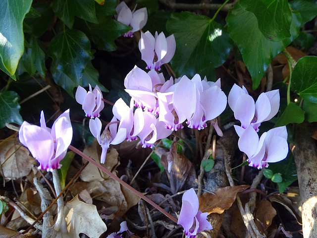 Cyclamen hederifolium