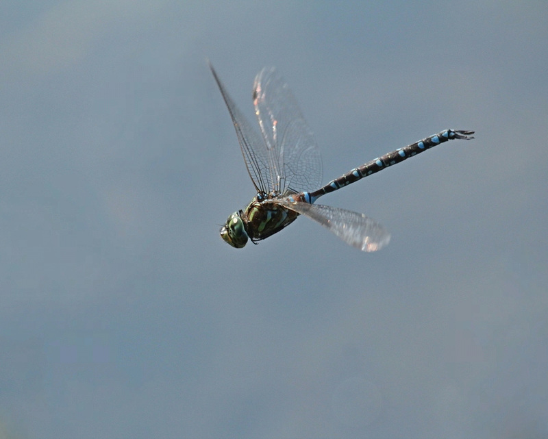 darner / æschne