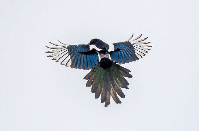 Magpie