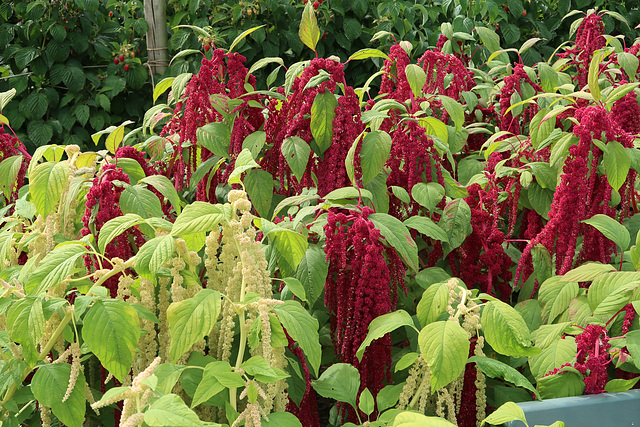 Love-Lies-Bleeding