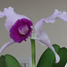 2024-02-22-03.59.22 ZS DMap Orchidv4