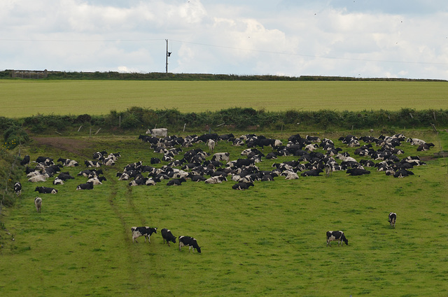 Giant's Causeway, Irish Cows