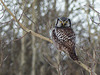 Northern Hawk Owl