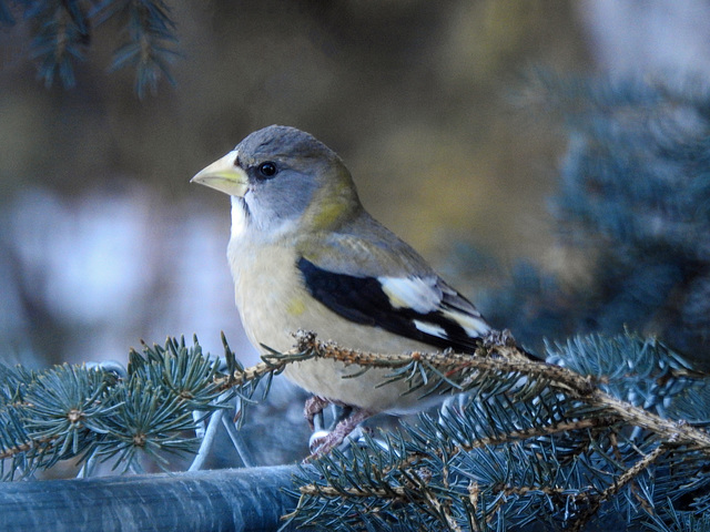 Evening Grosbeak female