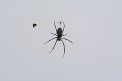 Huge Spider from the Island of Bali, Indonesia