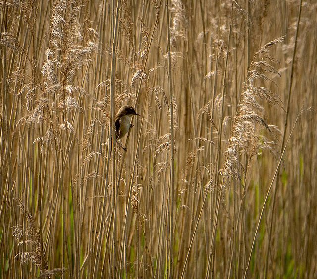 Reed warbler15