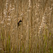 Reed warbler15