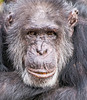 Chimp5