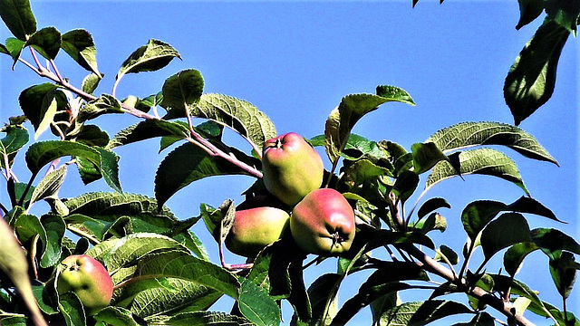 Apples will soon be ready to pick