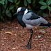 Blacksmith lapwing