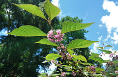 Liebesperlenstrauch-Blüte mit PiP