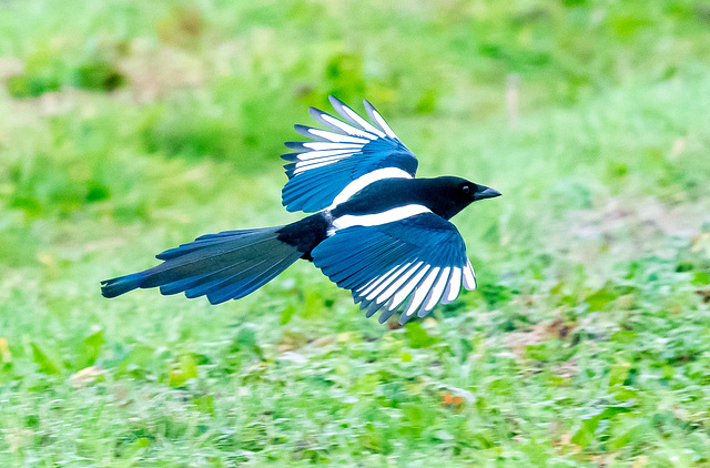 Magpie