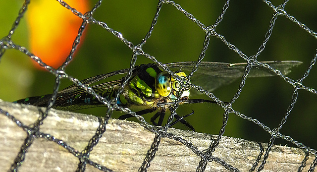 20230709 1620CPw [D~LIP] Blaugrüne Mosaikjungfer (Aeshna cyanea), Bad Salzuflen
