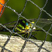 20230709 1620CPw [D~LIP] Blaugrüne Mosaikjungfer (Aeshna cyanea), Bad Salzuflen