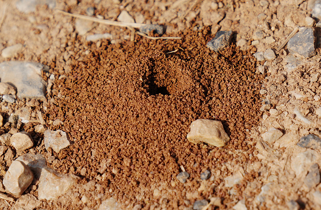 Für die Rätselecke: Aktive Vulkane auch in Deutschland? Active Volcanoes in Germany? Aufgelöst: "Nesthügel" einer Sandbiene