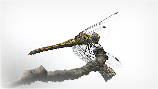 Sympetrum