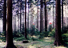 Seilbahn Braunlage - Wurmberg