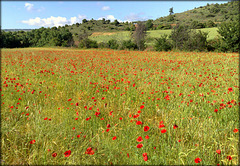 Cornfield  with poppies.