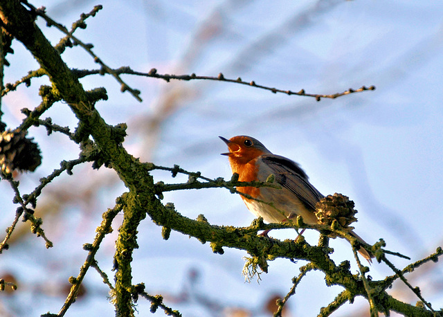 Robin's Sweet Song