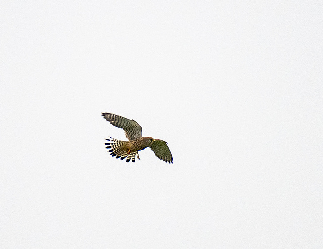 Kestrel