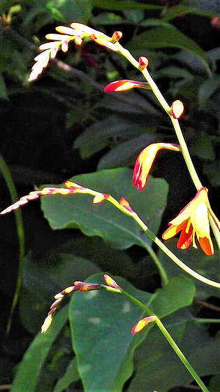 The orange mombretia is starting to flower