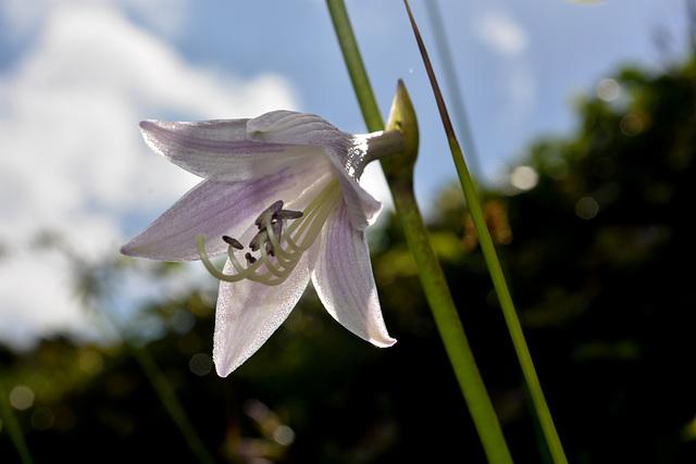 Hosta