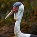 Wattled crane