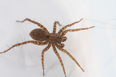 img 5691spider 50638280552 o