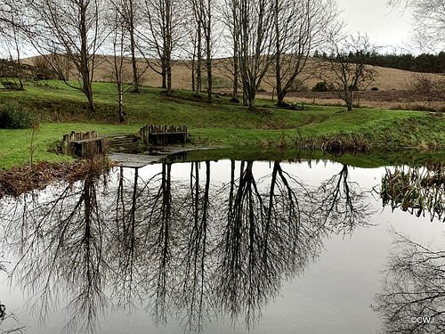 The pond is my giant mirror