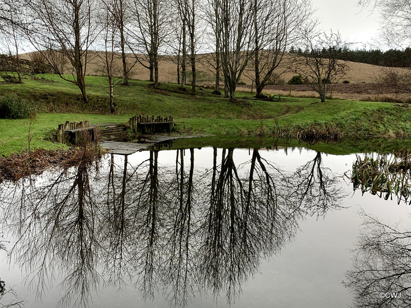 The pond is my giant mirror