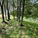 Pond Garden July 2025