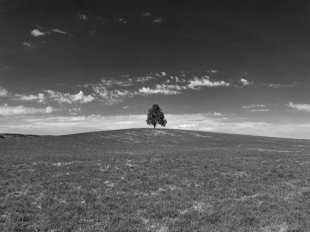 Wunderschöner exponierter Baum - schwarzweiss