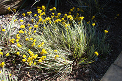 conostylis plants