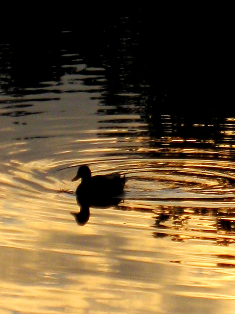 Manche schwimmen in Gold...