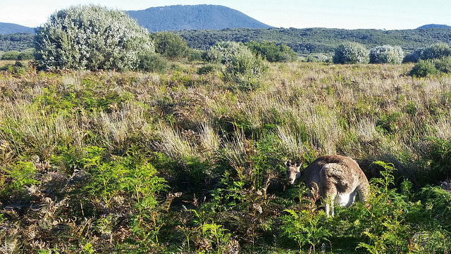 roos with big babies