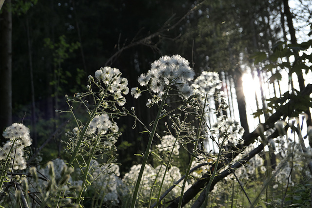 im Wald