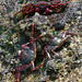 Azores, Red Crabs on the Islet of Vila Franca do Campo