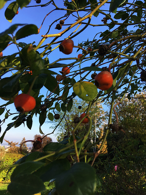 Après les fleurs, les fruits...